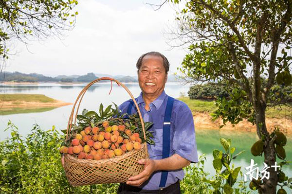 Under the epidemic situation, how to sell the 4 million mu of Guangdong lychees that increased the production by 66.6%?