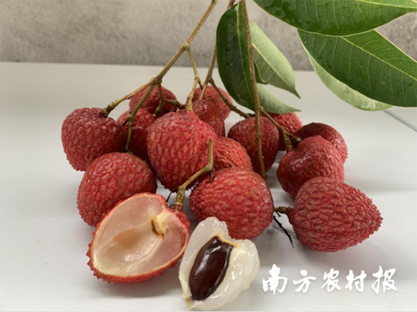 "12221" experience is pushed to Yunnan! Helped to sign 50,000 catties of lychee sales orders