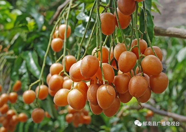 [Video] Yunan Seedless Huangpi "Going Abroad", a Canadian friend said...