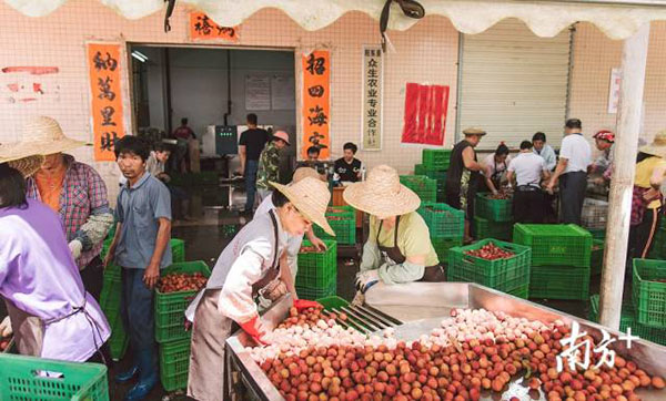 Under the epidemic situation, how to sell the 4 million mu of Guangdong lychees that increased the production by 66.6%?