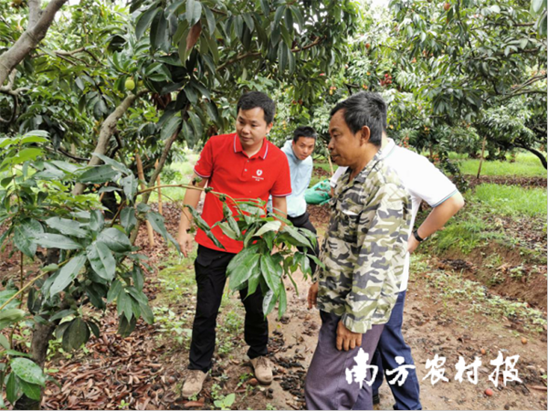 "12221" experience is pushed to Yunnan! Helped to sign 50,000 catties of lychee sales orders